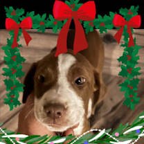 Thumbnail photo of Clarice #1