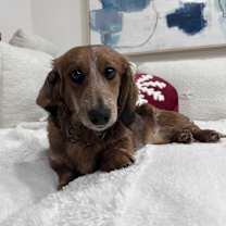 Thumbnail photo of Mustard #1