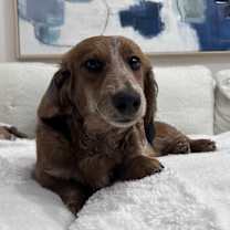 Thumbnail photo of Mustard #2