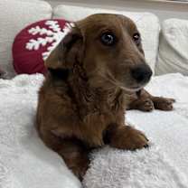 Thumbnail photo of Mustard #3