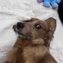 Thumbnail photo of Mustard #4