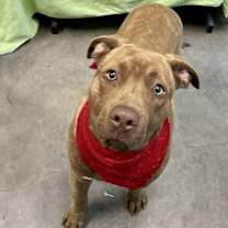 Thumbnail photo of Drummer Boy #1