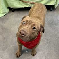 Thumbnail photo of Drummer Boy #4