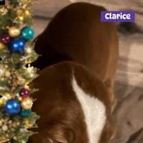 Thumbnail photo of Clarice #3