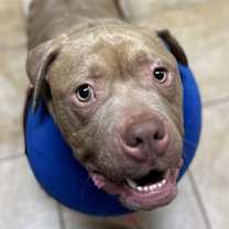 Thumbnail photo of Bubbles (mcas) #1