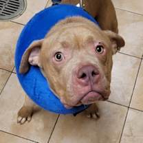 Thumbnail photo of Bubbles (mcas) #2