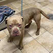 Thumbnail photo of Bubbles (mcas) #4