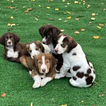 Thumbnail photo of Stetson #2