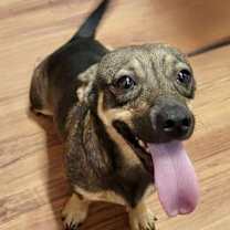 Thumbnail photo of Sadie #1