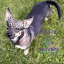 Thumbnail photo of Sadie #2