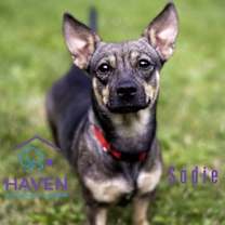 Thumbnail photo of Sadie #3