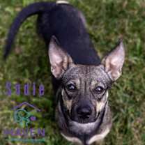 Thumbnail photo of Sadie #4