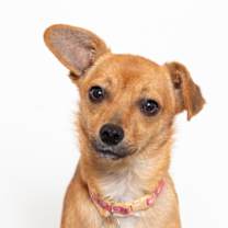 Thumbnail photo of Cricket #1