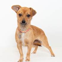 Thumbnail photo of Cricket #2