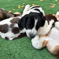 Thumbnail photo of Jersey #4