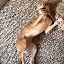 Thumbnail photo of Miko #3