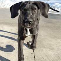 Thumbnail photo of Baz #2