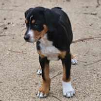 Thumbnail photo of Eira #3