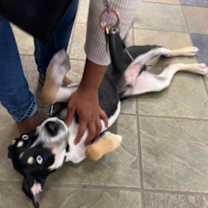 Thumbnail photo of Ace* #3