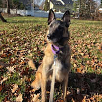 Thumbnail photo of Fabian - CT #4