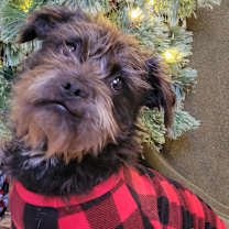 Thumbnail photo of Stella #1