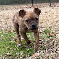 Thumbnail photo of (Hold) Eggnog  #2