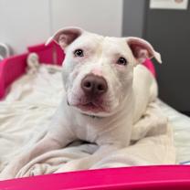 Thumbnail photo of Capri-Sun #4