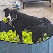 Thumbnail photo of Maya #1