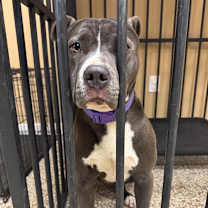 Thumbnail photo of Sleigh #3