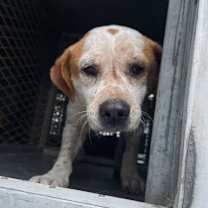 Thumbnail photo of Roo #2