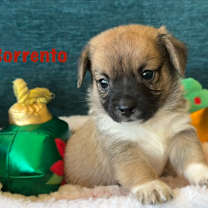 Thumbnail photo of Sorrento #1