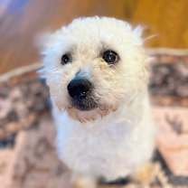 Thumbnail photo of Pallanza #4