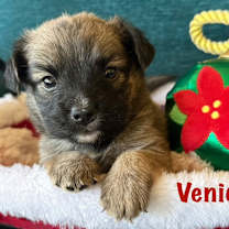 Thumbnail photo of Venice  #1