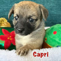 Thumbnail photo of Capri #1