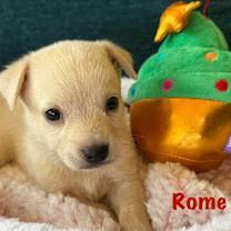 Thumbnail photo of Rome #1