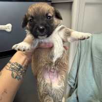 Thumbnail photo of Sorrento #2