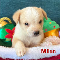 Thumbnail photo of Milan #1
