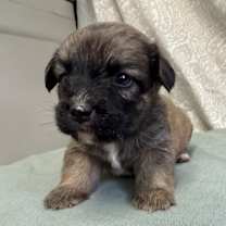 Thumbnail photo of Venice  #2