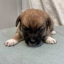 Thumbnail photo of Sorrento #3