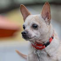 Thumbnail photo of Shrimpy  #3