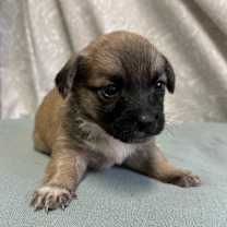 Thumbnail photo of Capri #3