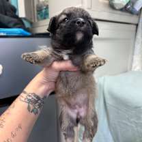 Thumbnail photo of Venice  #3