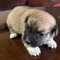 Thumbnail photo of Sorrento #4