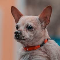 Thumbnail photo of Shrimpy  #4