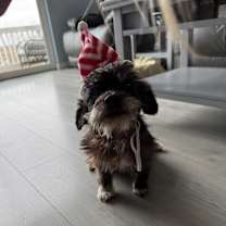 Thumbnail photo of Gracie #2