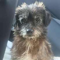 Thumbnail photo of Gracie #3