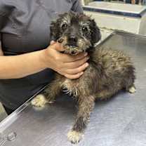 Thumbnail photo of Gracie #4