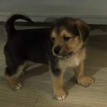 Thumbnail photo of Dunn #1