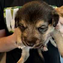 Thumbnail photo of Dunn #4