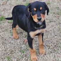 Thumbnail photo of Aria #3